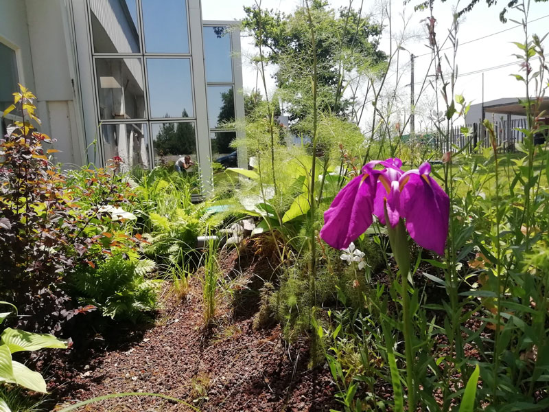 Jardin de pluie
